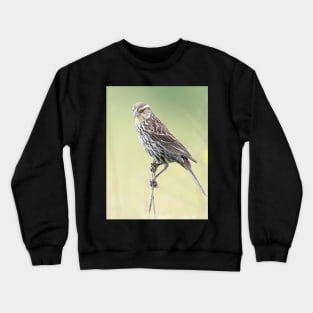 Beautiful female Red Winged Blackbird in a field Crewneck Sweatshirt